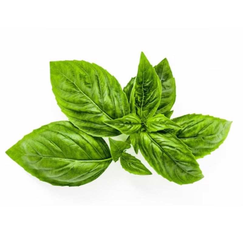 ORGANIC BASIL ESSENTIAL OIL