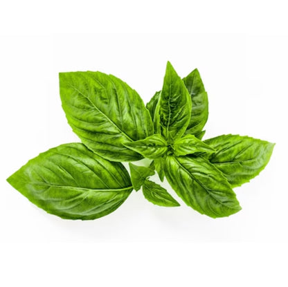 ORGANIC BASIL ESSENTIAL OIL