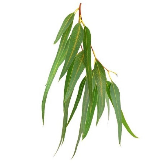 ORGANIC EUCALYPTUS RADIATA ESSENTIAL OIL