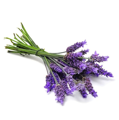 POPULATION LAVENDER ESSENTIAL OIL