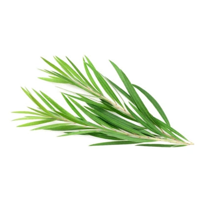 ORGANIC TEA TREE ESSENTIAL OIL